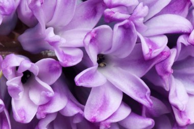 Hyacinth clipart