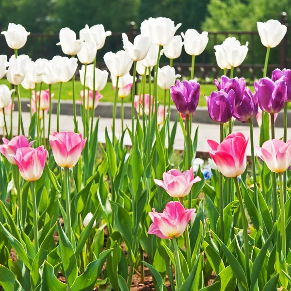 Flores Tulipanes —  Fotos de Stock