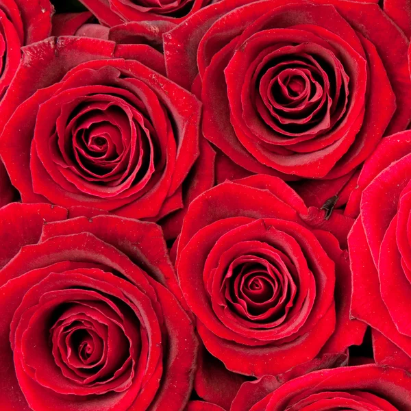 Gyönyörű Piros Rózsák Háttér Textúra — Stock Fotó