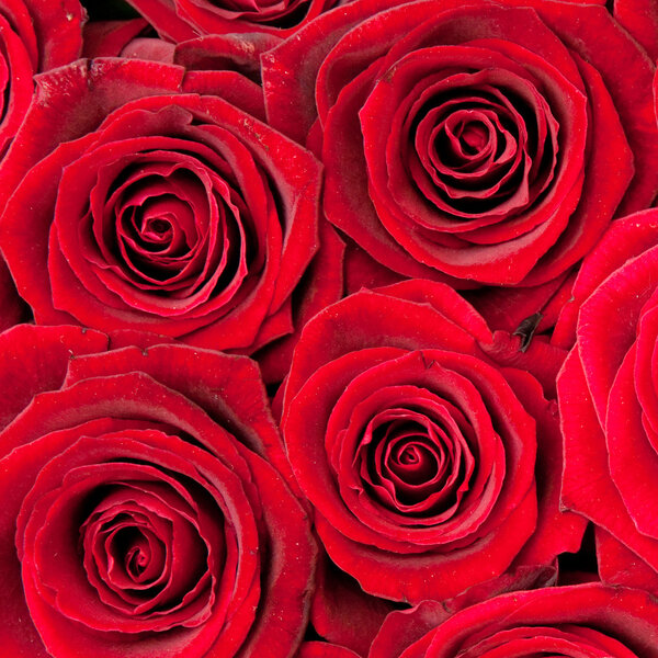 Beautiful red roses, background texture