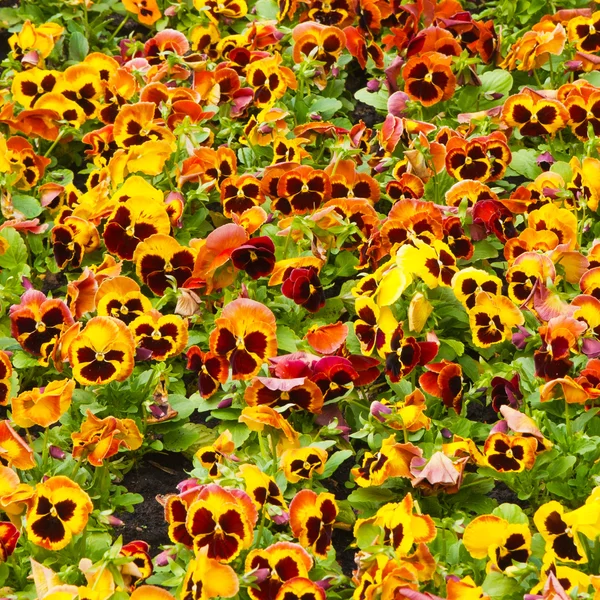 stock image Flowers