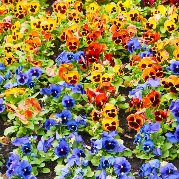 Viyola Renkli Nonoş Çiçek Tarhlı — Stok fotoğraf