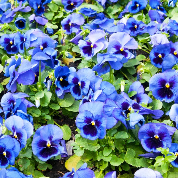 Viola Tricolor Pansy Flowerbed — Stock Photo, Image