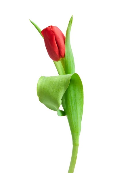 One Red Tulip Isolated White — Stock Photo, Image