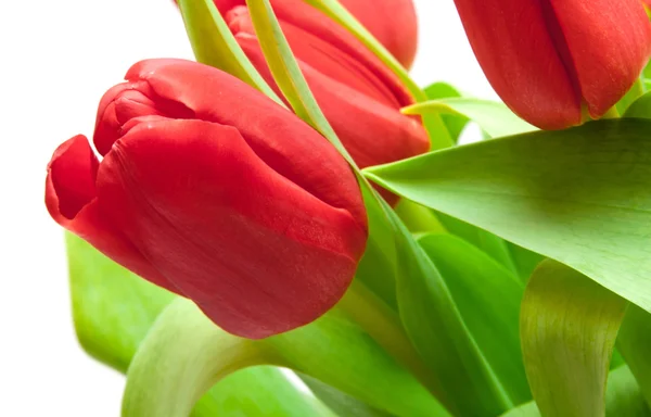 Červené Tulipány Izolované Bílém — Stock fotografie