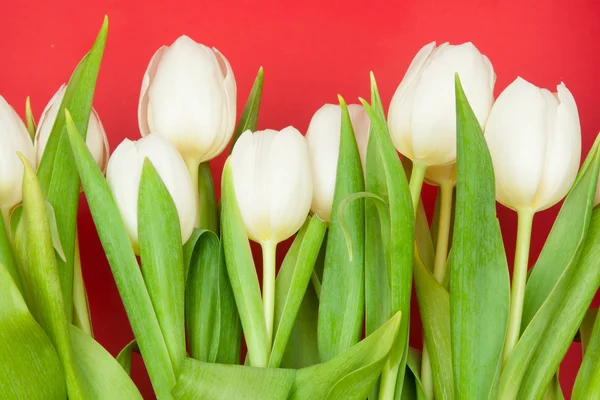 Bílé tulipány — Stock fotografie