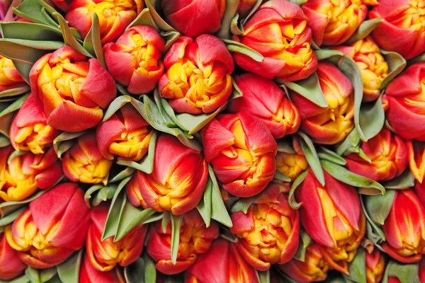 Belles Tulipes Rouges Fond Texture — Photo