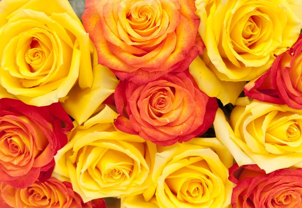 Krásné Růže — Stock fotografie