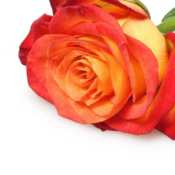 Beautiful rose — Stock Photo, Image