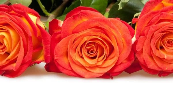 Krásné Růže Izolované Bílém — Stock fotografie