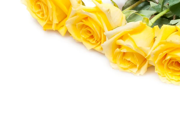 Yellow Roses Isolated White — Stock Photo, Image