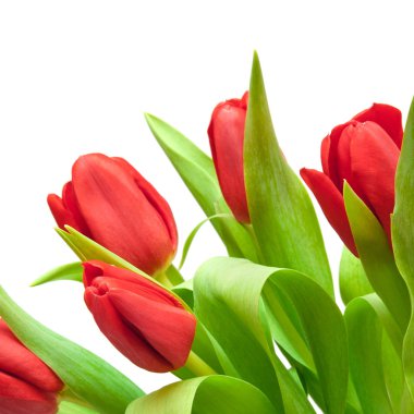 Tulips clipart