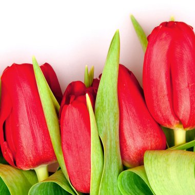 Red tulips clipart