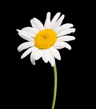 Ox-eye daisy clipart