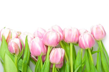 Pink tulips clipart