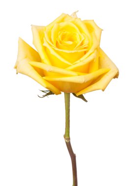 Yellow rose clipart