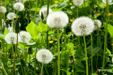 White dandelion clipart