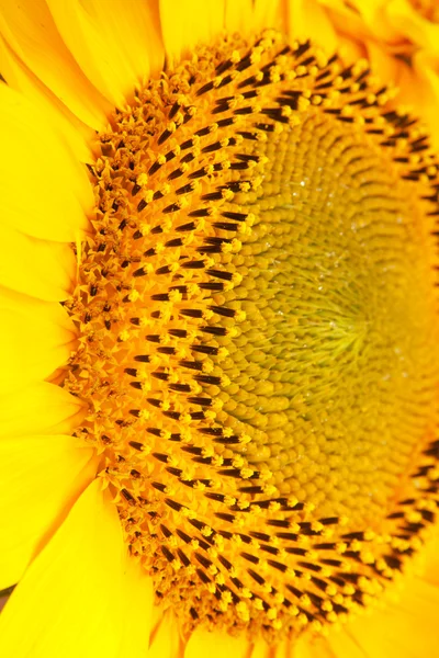 Соняшник — стокове фото