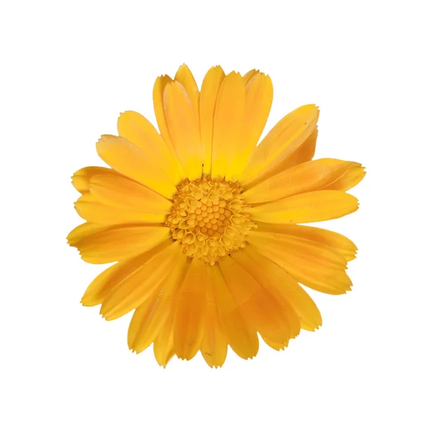 Calendula — Foto Stock