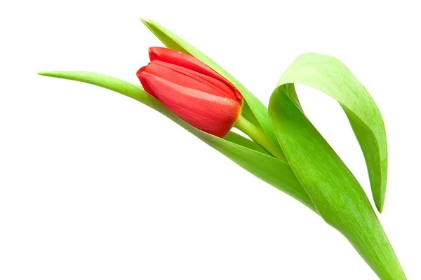Červený Tulipán — Stock fotografie