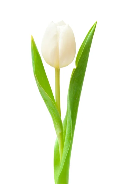 Laleaua albă — Fotografie, imagine de stoc