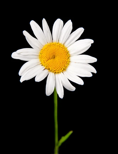 stock image Ox-eye daisy