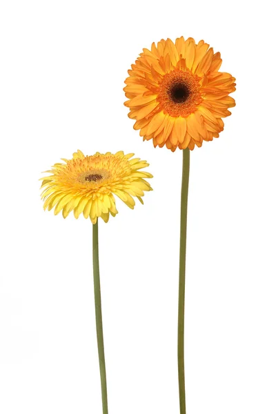 两个菊花 — 图库照片