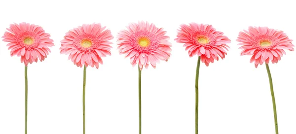 stock image Five daisy