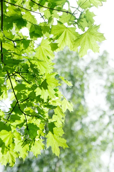 stock image Green leaves