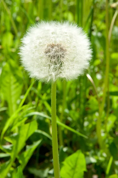 Biel dandelion — Zdjęcie stockowe