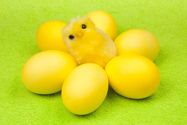 Pollo amarillo — Foto de Stock