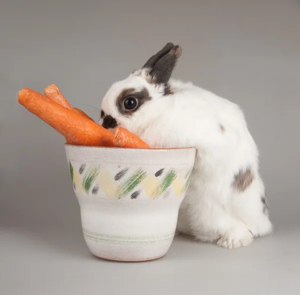 Rabbit Stock Picture