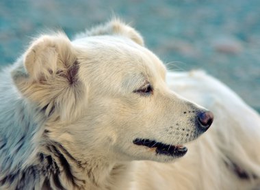 düşünceli köpek