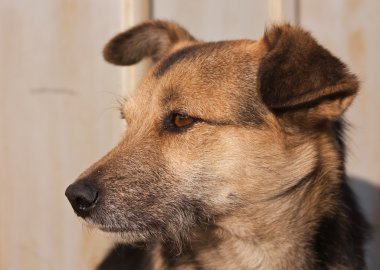 düşünceli köpek