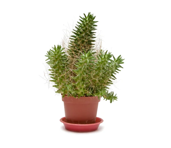 Single Cactus — Stock Photo, Image