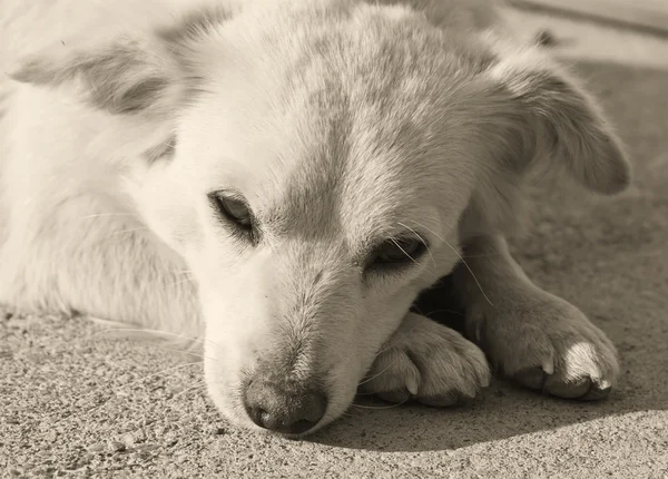 Sad Dog — Stock Photo, Image