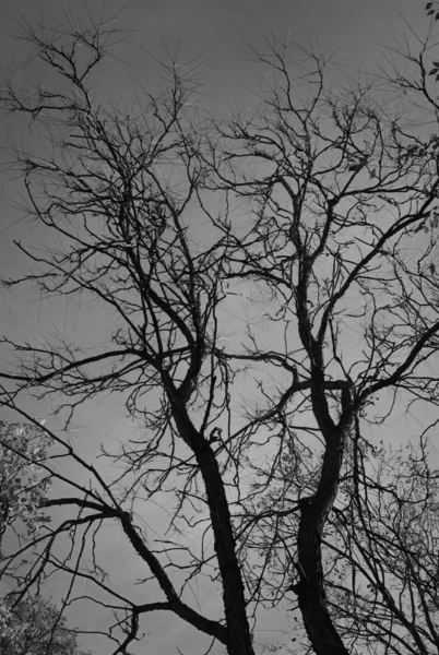 Karanlık ormanda çıplak — Stok fotoğraf