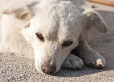 Üzgün Köpek