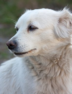 düşünceli köpek