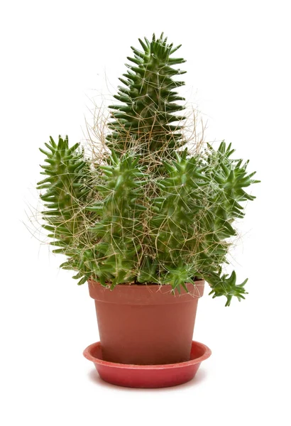 Single Cactus — Stock Photo, Image