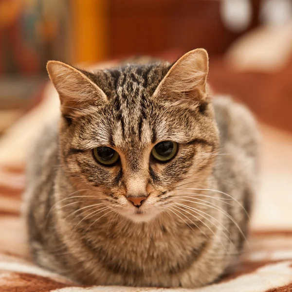 Retrato de un gato en casa en el sofá — Foto de Stock