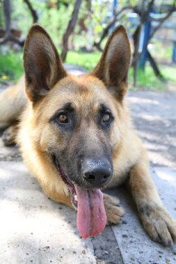 eğitimli köpek sahibine bir komuttan bekliyor