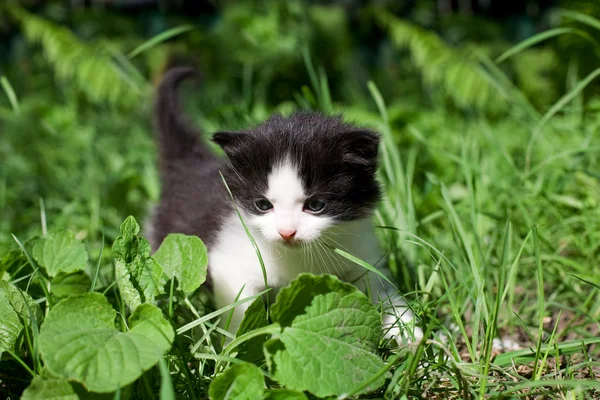 Little Fluffy Kitten Early Morning Strolls Green Grass — Stock Photo, Image
