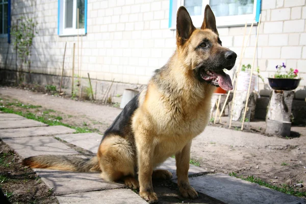 Eğitimli Köpek Sahibine Bir Komuttan Bekliyor — Stok fotoğraf