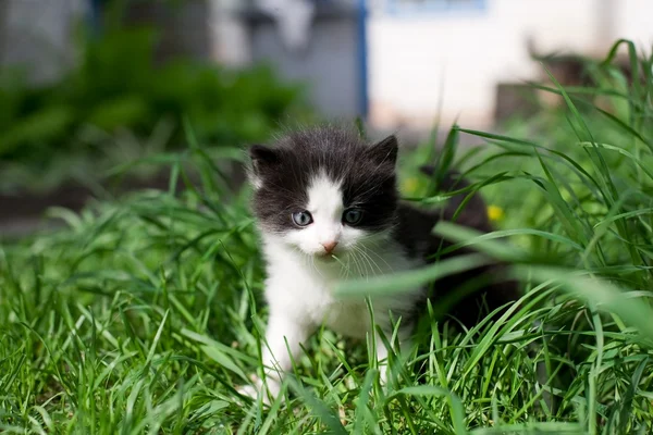 Stock image Little kitten