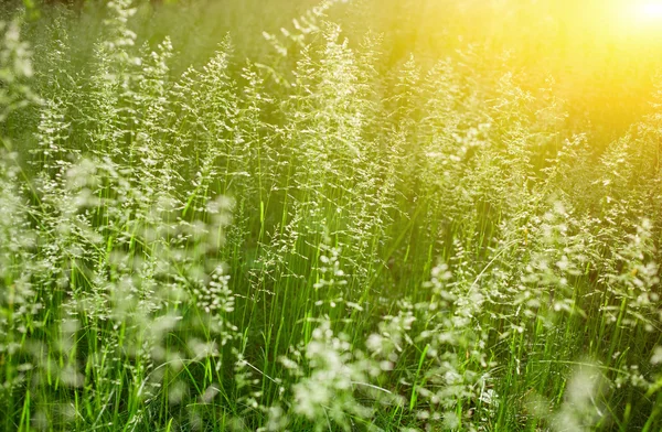 stock image On the green grass of a beautiful reflection of sunlight, warm summer morning