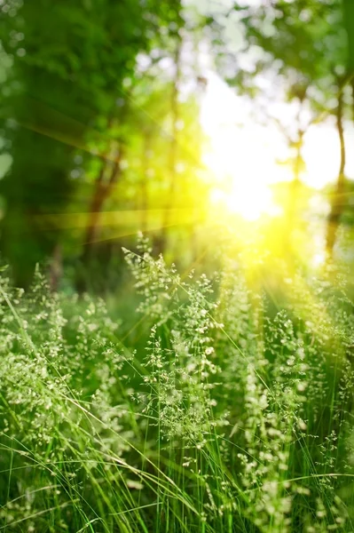 stock image Green summer grass and sun