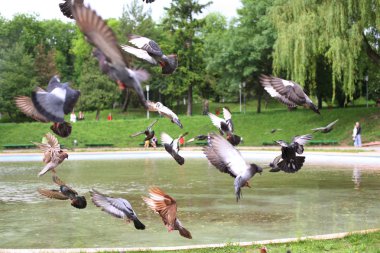 Güvercinler parkta küçük bir göl uçmak.