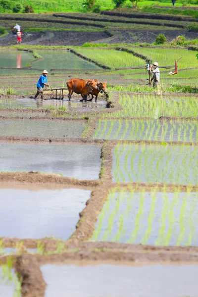 Agricultor con búfalos trabajando en el campo de arroz —  Fotos de Stock