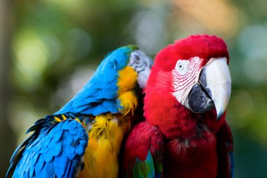 Colorful macaw parrots clipart